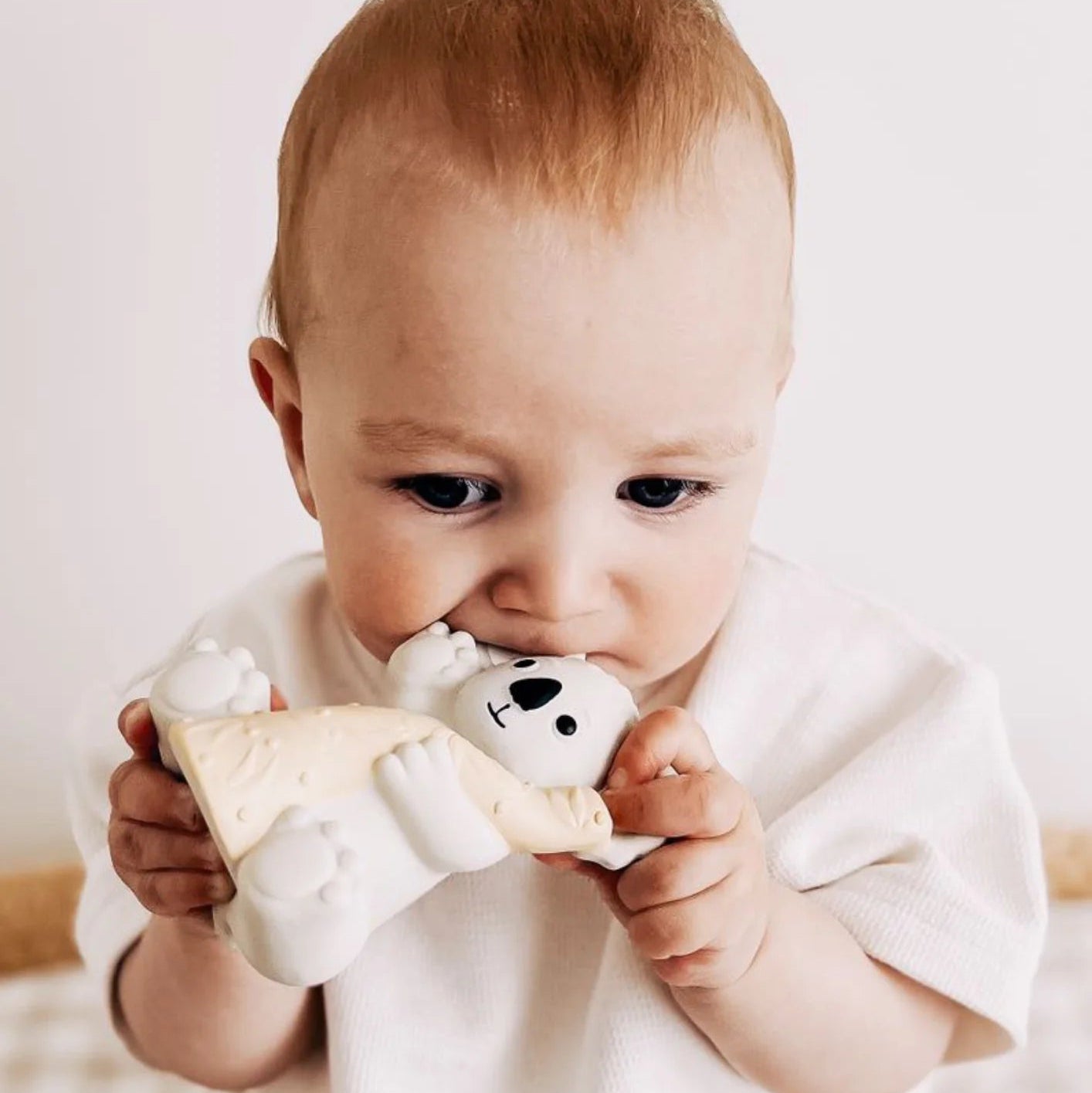 Baby chewing on the ear of a koala teether